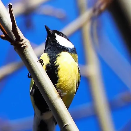 Les Jardins De Falguiere Vendégház 3*