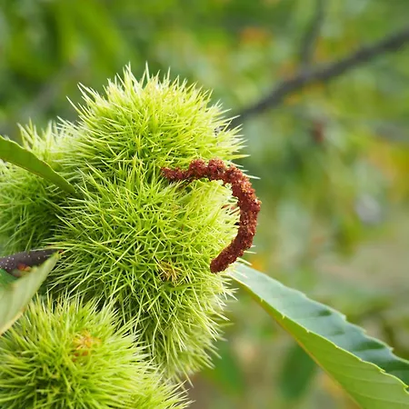 Les Jardins De Falguiere Vendégház 3*