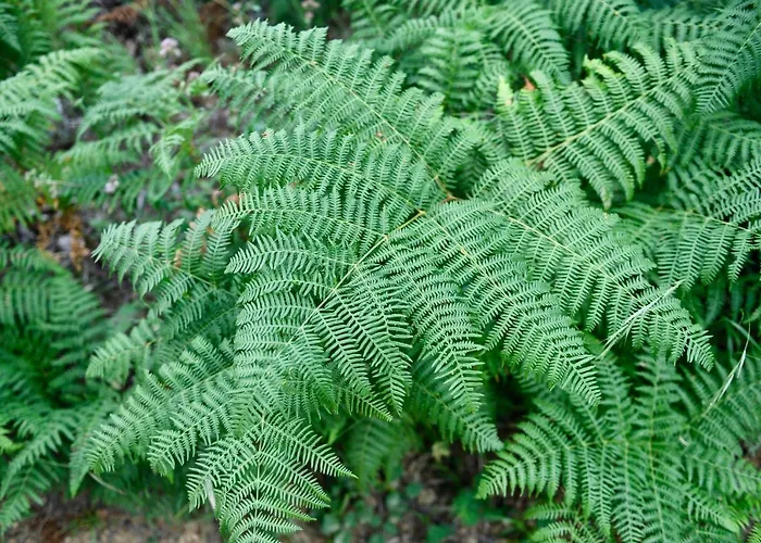 Les Jardins De Falguière 3* Saint-Jean-du-Gard